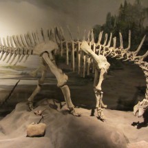 9 meters long Amargasaurus